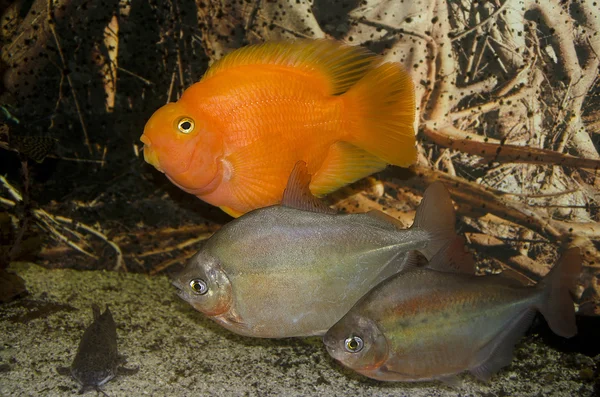 Vissen in het aquarium — Stockfoto