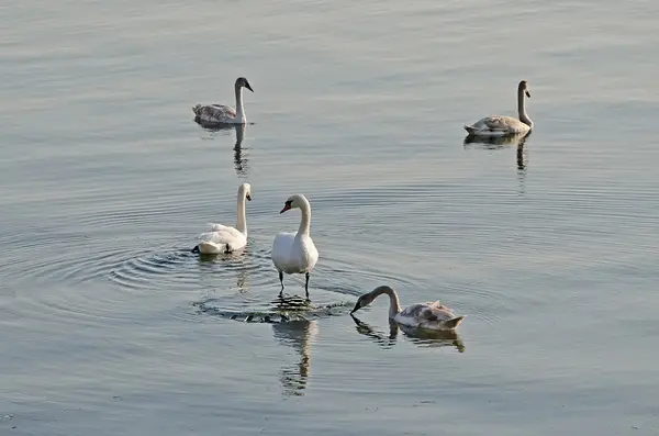 Cygnes dans la mer — Photo