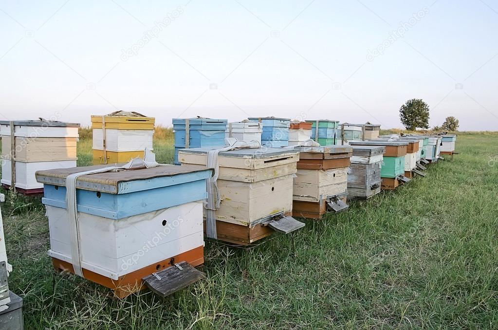 Bee hives in the apiary in the field