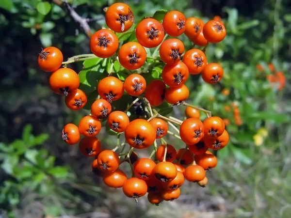 Fruits of the mountain ash — Stock Photo, Image