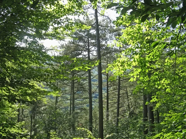 Stromy v lese v létě — Stock fotografie