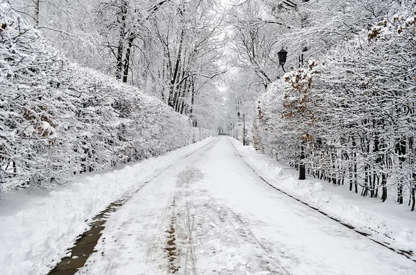 Estrada no parque de inverno — Fotografia de Stock