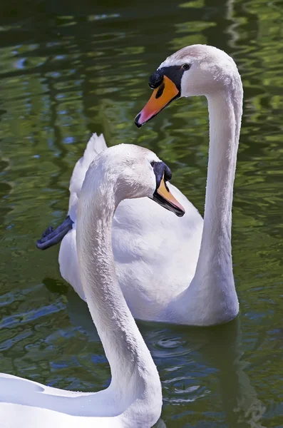 Paire de cygnes blancs — Photo