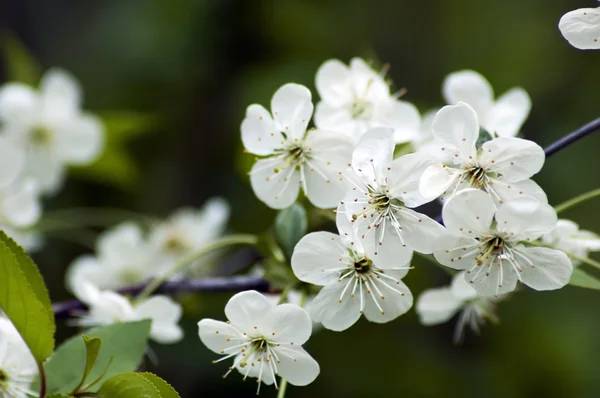 Flowers of the apple tree — Stock Photo, Image