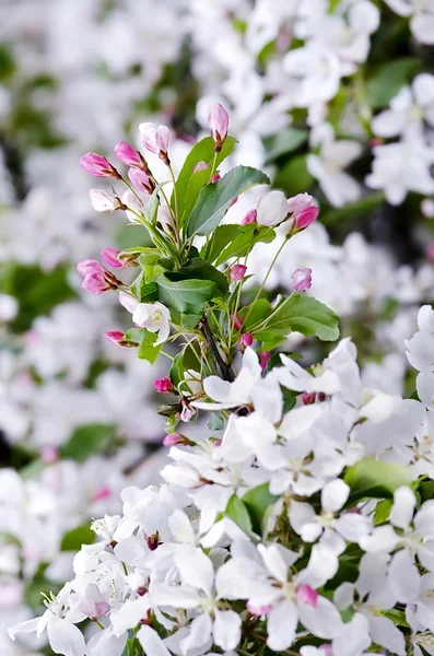 Flowering fruit tree — Stock Photo, Image