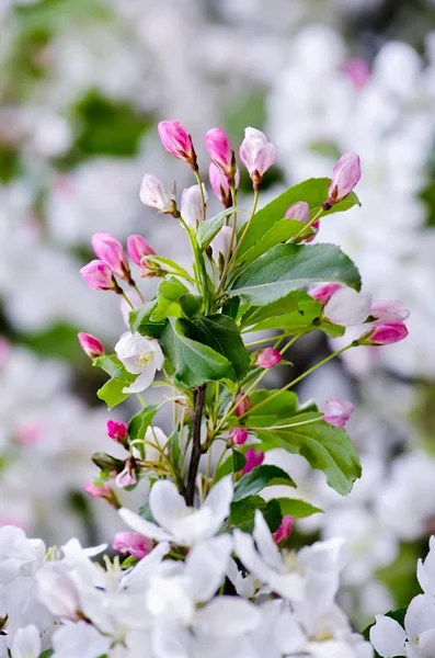 Flowering fruit tree — Stock Photo, Image