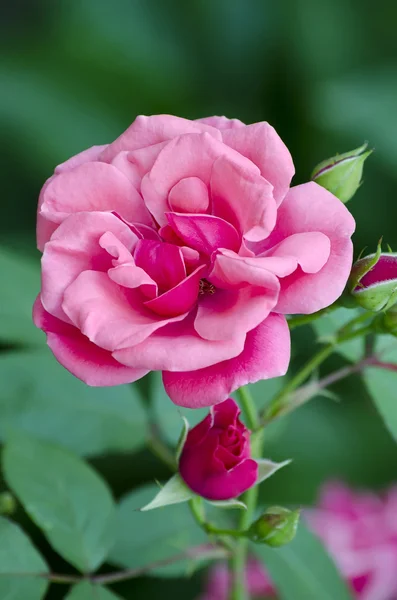 Roze bloem van roos — Stockfoto