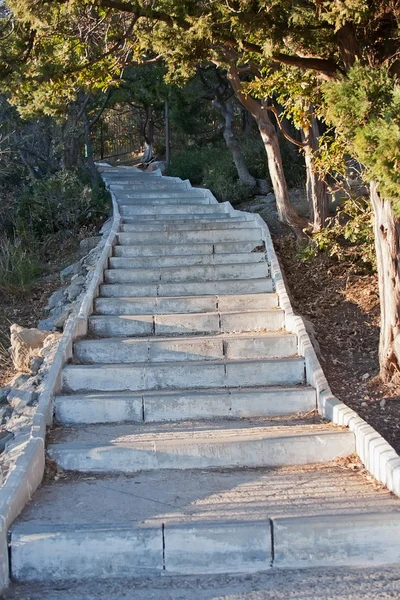 Ladder begroeid met bomen — Stockfoto