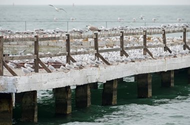 İskelede martı yuva