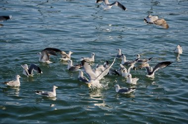 Martılar denizde yüzmek