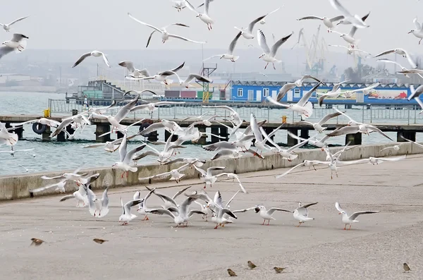 Möwenschwärme fliegen über das Wasser — Stockfoto