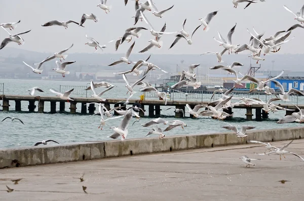 Rebanho de gaivotas voando à beira-mar — Fotografia de Stock