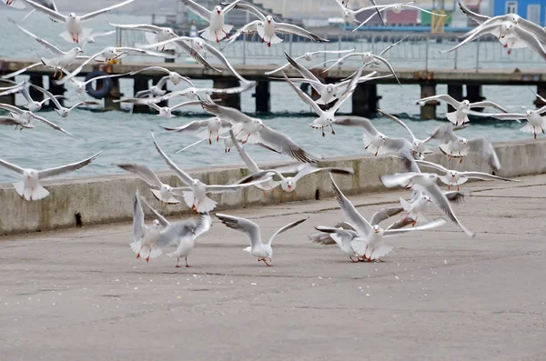 Troupeau de mouettes volant sur le front de mer — Photo
