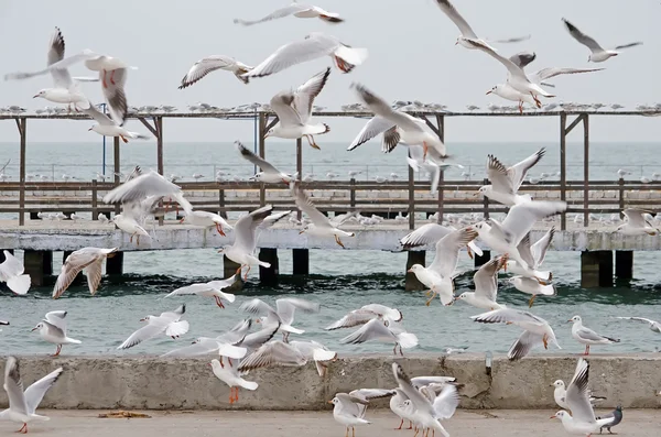 Rebanho voador de gaivotas — Fotografia de Stock