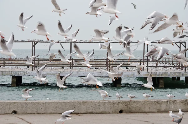 Rebanho voador de gaivotas — Fotografia de Stock