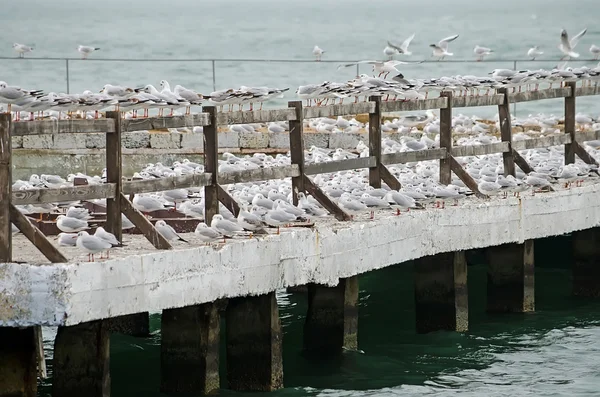 Gaivotas aninham no cais — Fotografia de Stock