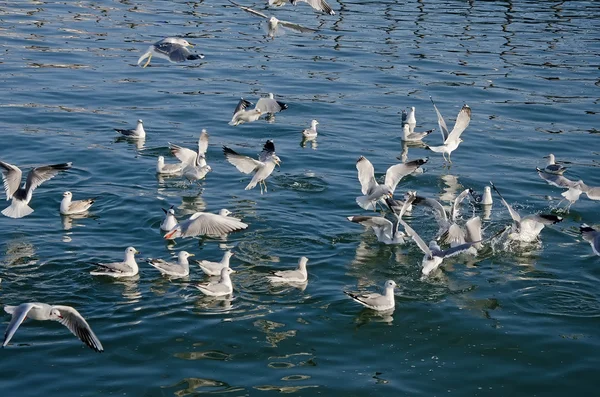 Goélands nagent dans la mer — Photo