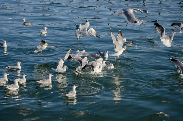 Goélands nagent dans la mer — Photo