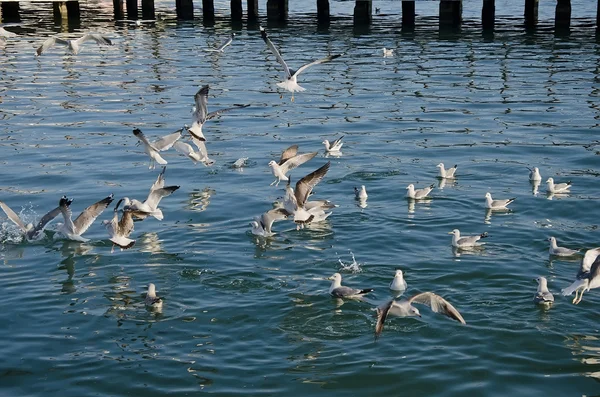 Gaivotas nadam no mar — Fotografia de Stock