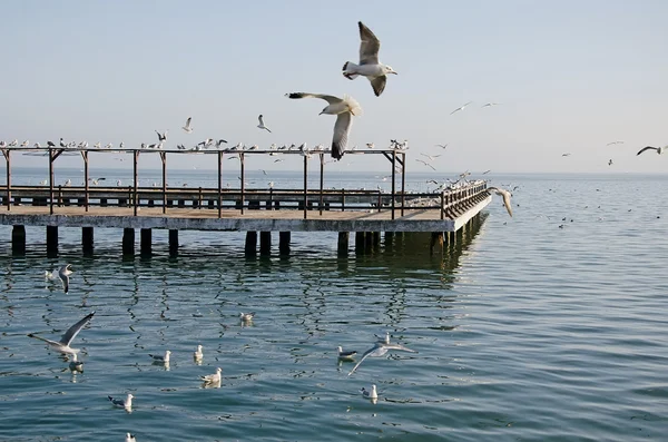 Gaivotas no cais — Fotografia de Stock