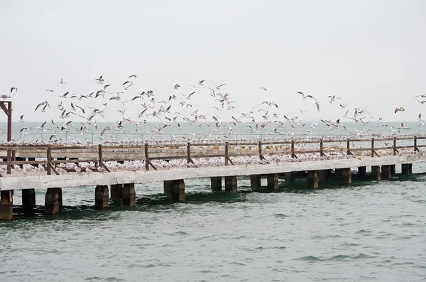 Möwen auf dem Pier — Stockfoto