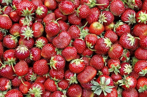 Νόστιμο φρέσκες φράουλες — Φωτογραφία Αρχείου