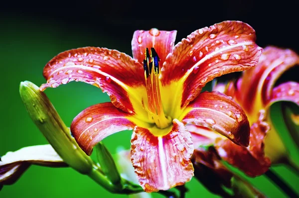 Linda flor de lírio laranja — Fotografia de Stock