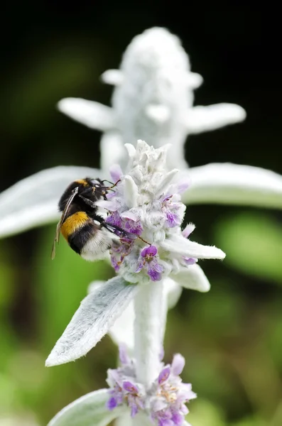 Bumblebee on white flower — Stock Photo, Image