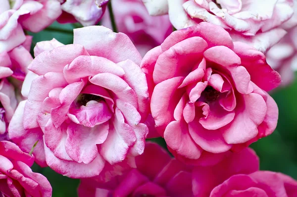 Два рожеві троянди — стокове фото