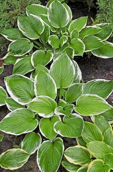 Herbe verte avec gouttes — Photo