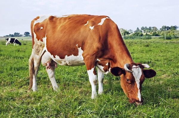 Spotted brown-and-white cow