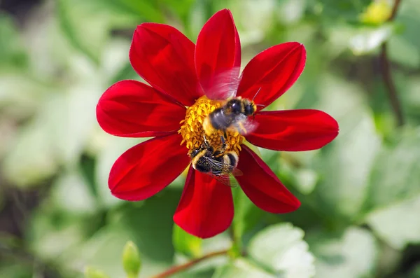 Les bourdons pollinisent la fleur rouge — Photo