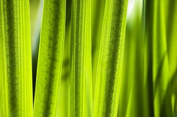 Зеленая трава крупным планом — стоковое фото