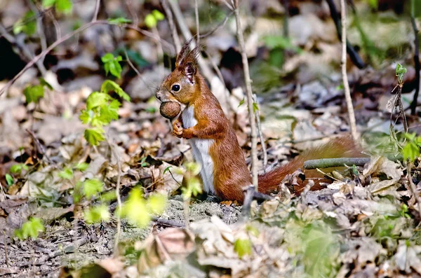 Eichhörnchen hält Nuss — Stockfoto