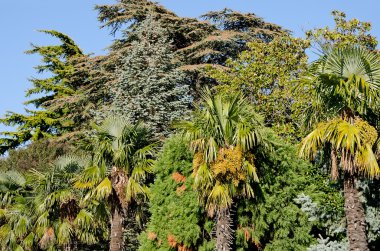 Palmiye ağaçları Park Yalta