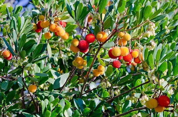 Kocayemiş olgunlaşmış meyve — Stok fotoğraf