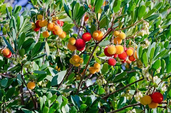 Mogen frukt på arbutus — Stockfoto