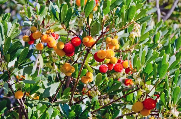 Ripe fruit on arbutus — Stock Photo, Image