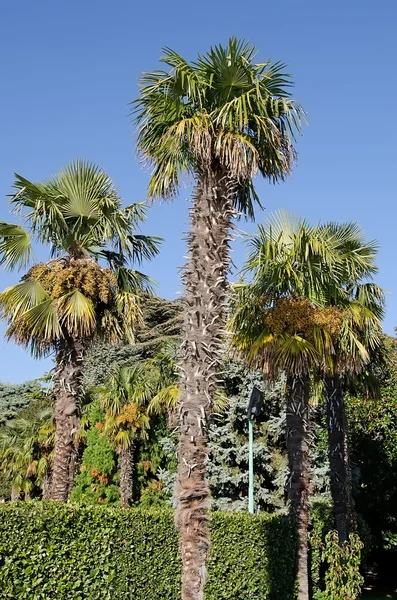 Schöne Palmen — Stockfoto