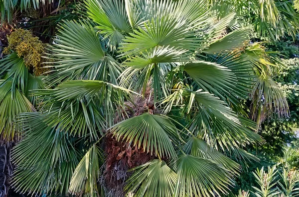 Ramas de palmeras — Foto de Stock