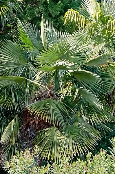 Ветви пальм — стоковое фото