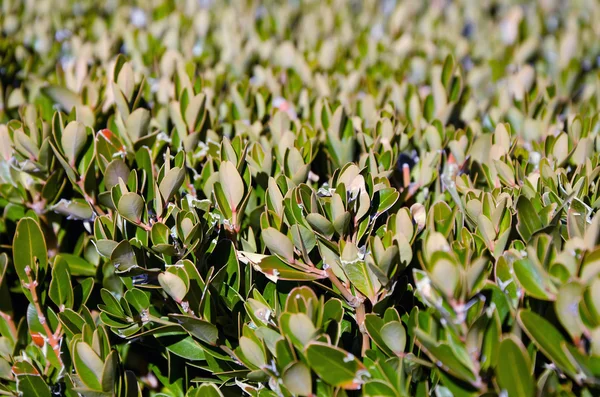 Laurel bush i park — Stockfoto