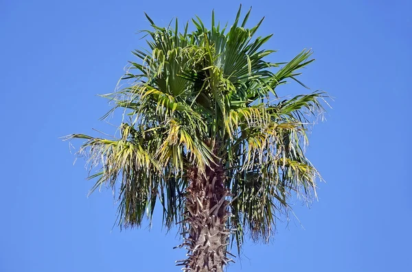 Palmboom tegen hemel — Stockfoto