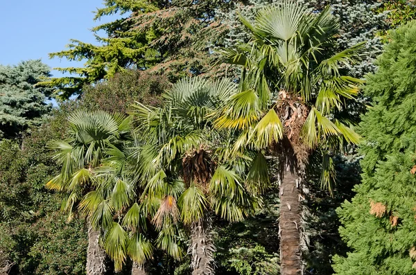 Palmbomen in park — Stockfoto