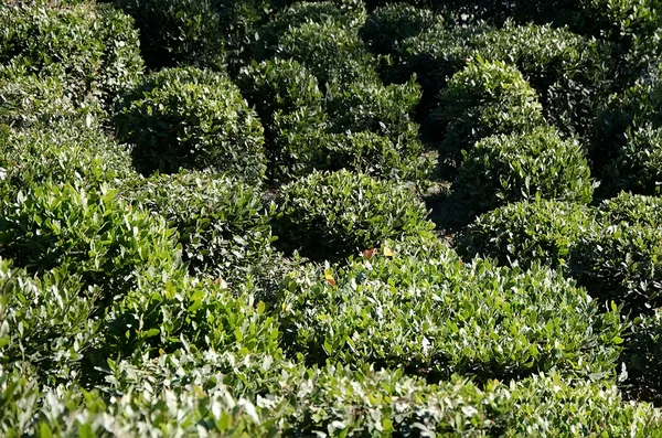 Trimmed bushes in Park — Stock Photo, Image