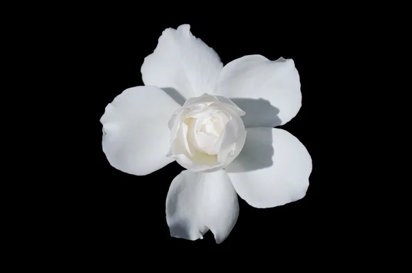 White rose on black — Stock Photo, Image