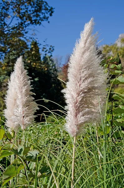 Bella canna contro il cielo — Foto Stock