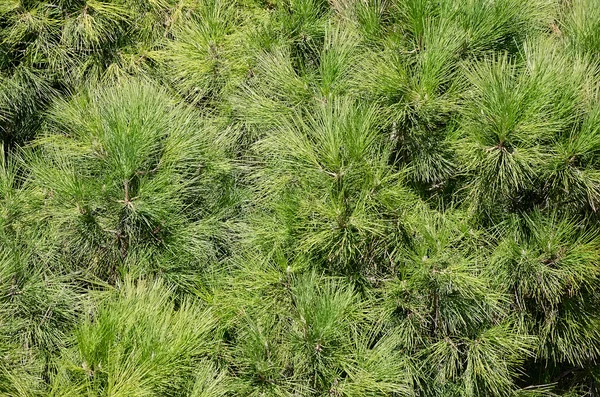 Rama del árbol de coníferas — Foto de Stock