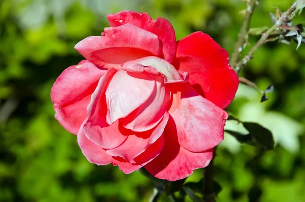 Offene rote Rose — Stockfoto