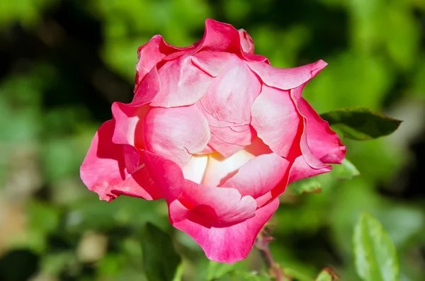 Rosa vermelha aberta — Fotografia de Stock